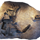 An Allosaurus jimmadseni fossil used in the new study (designated DINO 11541).